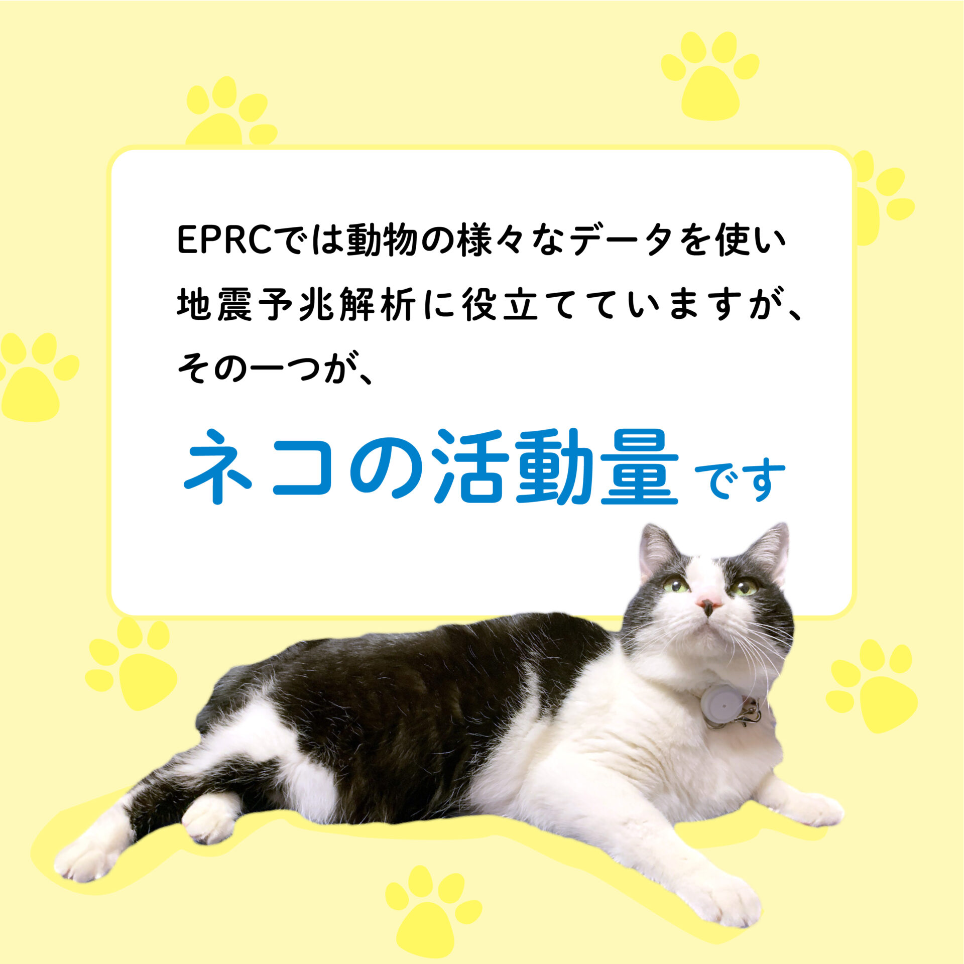 EPRCでは動物の様々なデータを使い地震予兆解析に役立てていますが、その一つが、ネコの活動量です